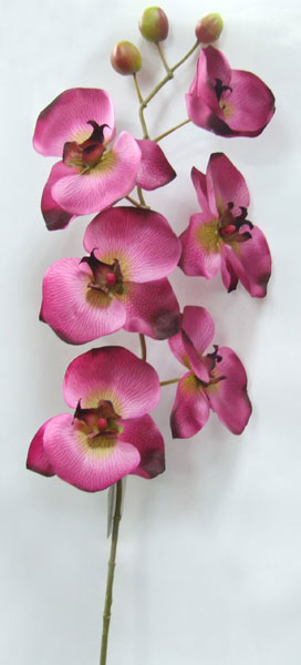name:FLL06798