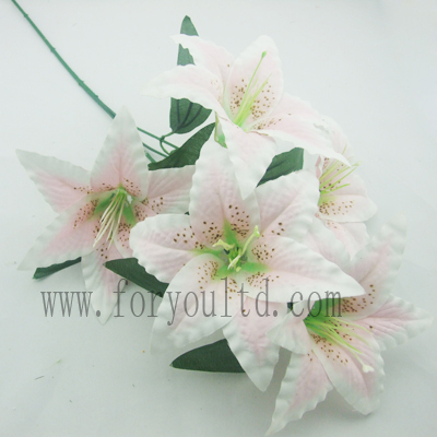name:FLL081MP